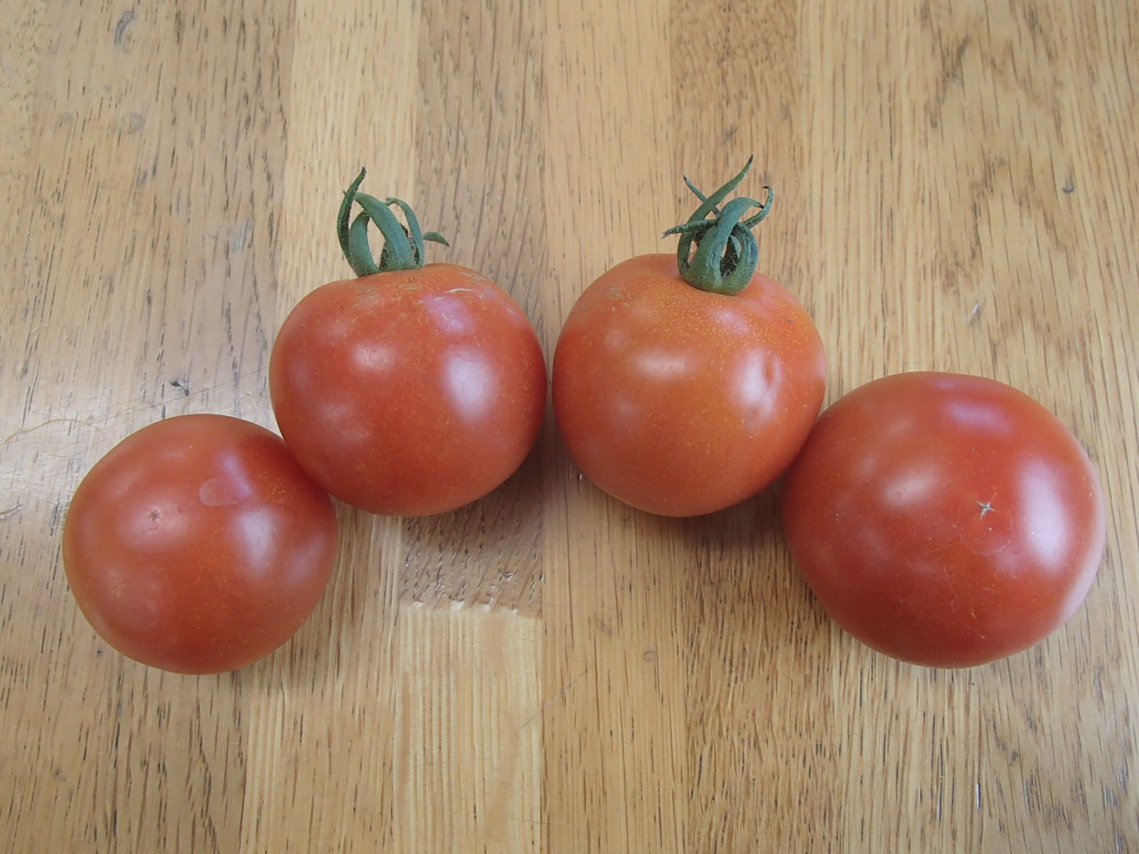 0617トマト収穫 008.JPG