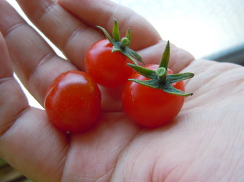 キュウリ・トマト収穫 2012-07-04 002.JPG