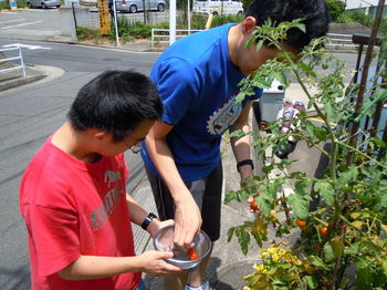 キュウリ・トマト収穫 2012-07-11 002.JPG