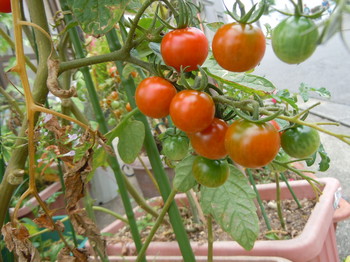 ミニトマト収穫 2012-07-23 003.JPG